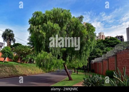 Trauerweide (Salix babylonica) in Ribeirao Preto, Sao Paulo, Brasilien Stockfoto