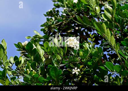 Orangen-Jasmin-Blüten am Baum (Murraya paniculata) und blauer Himmel Stockfoto