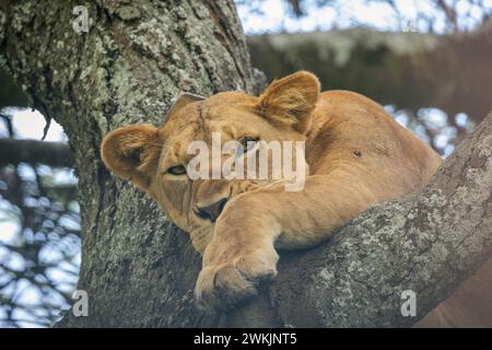 Tansanie. Februar 2024. © Mathieu Herduin/MAXPPP - 14/02/2024 Une lionne dans le parc naturel du Serengeti de Tanzanie le 14 février 2024. - Safari Tansanie - februar 2024. safari in Tansania Credit: MAXPPP/Alamy Live News Stockfoto