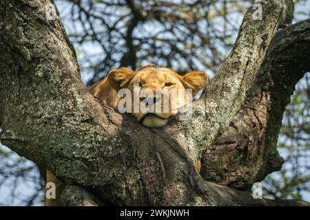 Tansanie. Februar 2024. © Mathieu Herduin/MAXPPP - 14/02/2024 Une lionne dans le parc naturel du Serengeti de Tanzanie le 14 février 2024. - Safari Tansanie - februar 2024. safari in Tansania Credit: MAXPPP/Alamy Live News Stockfoto