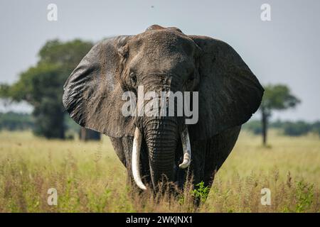 Tansanie. Februar 2024. © Mathieu Herduin/MAXPPP - 14/02/2024 UN éléphant dans le parc national Tarangire de Tanzanie le 13 février 2024. - Safari Tansanie - februar 2024. safari in Tansania Credit: MAXPPP/Alamy Live News Stockfoto