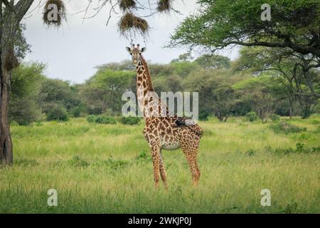 Tansanie. Februar 2024. © Mathieu Herduin/MAXPPP - 14/02/2024 Une girafe dans le parc national Tarangire de Tanzanie le 13 février 2024. - Safari Tansanie - februar 2024. safari in Tansania Credit: MAXPPP/Alamy Live News Stockfoto