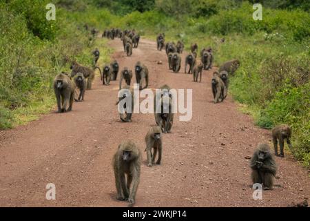 Tansanie. Februar 2024. © Mathieu Herduin/MAXPPP - 14/02/2024 UN groupe de babouins dans le parc national de Manyara le 12 février 2024. - Safari Tansanie - februar 2024. safari in Tansania Credit: MAXPPP/Alamy Live News Stockfoto