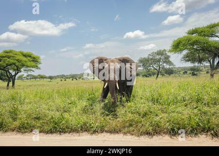 Tansanie. Februar 2024. © Mathieu Herduin/MAXPPP - 14/02/2024 UN éléphant dans le parc national Tarangire de Tanzanie le 13 février 2024. - Safari Tansanie - februar 2024. safari in Tansania Credit: MAXPPP/Alamy Live News Stockfoto