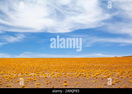 Die Landschaft des Atacama-Plateaus, Chile. Stockfoto