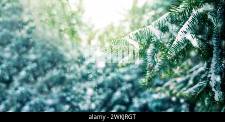 Weihnachtskarte, schneebedeckter Weihnachtsbaum, frostige Tannenzweige. Winter Hintergrund, Winter Tannenzweige bedeckt mit Schnee, Winter Bäume unter Herbst Stockfoto