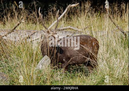 Sika-Hirsch auf der Wiese, Dyrehaven Naturpark, Dänemark Stockfoto