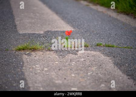 Roter blühender Mohn gedeiht in einem Riss auf dem Asphaltweg unter widrigen Bedingungen. Klimaschutz durch Entdichtung der wenig befahrenen Nebenstraßen Stockfoto