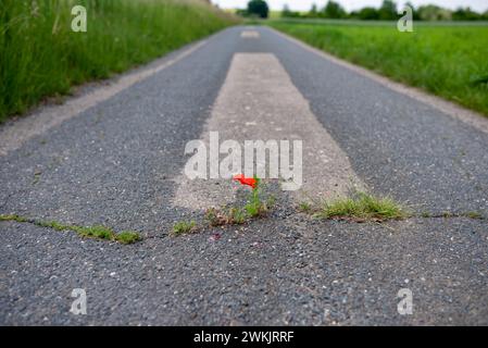 Roter blühender Mohn gedeiht in einem Riss auf dem Asphaltweg unter widrigen Bedingungen. Klimaschutz durch Entdichtung der wenig befahrenen Nebenstraßen Stockfoto