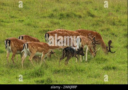 Damhirschherde auf der Wiese, Naturschutzgebiet Dyrehaven in Dänemark Stockfoto