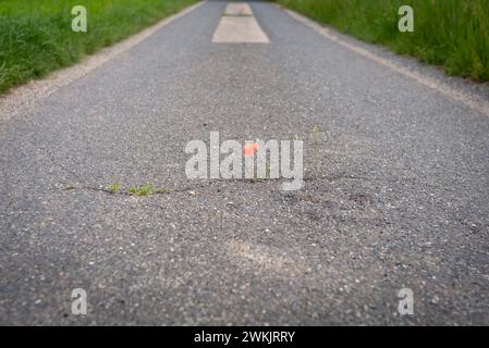 Roter blühender Mohn gedeiht in einem Riss auf dem Asphaltweg unter widrigen Bedingungen. Klimaschutz durch Entdichtung der wenig befahrenen Nebenstraßen Stockfoto