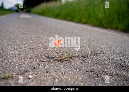 Roter blühender Mohn gedeiht in einem Riss auf dem Asphaltweg unter widrigen Bedingungen. Klimaschutz durch Entdichtung der wenig befahrenen Nebenstraßen Stockfoto