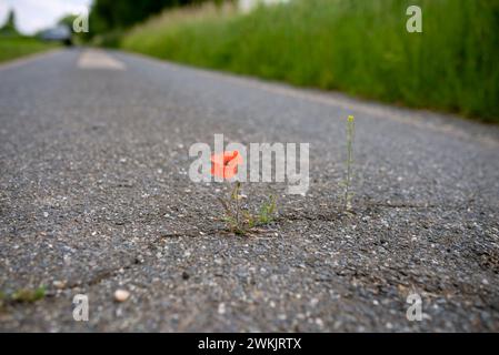 Roter blühender Mohn gedeiht in einem Riss auf dem Asphaltweg unter widrigen Bedingungen. Klimaschutz durch Entdichtung der wenig befahrenen Nebenstraßen Stockfoto