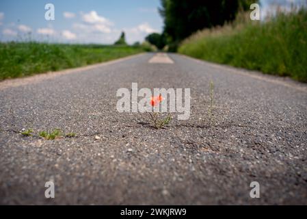 Roter blühender Mohn gedeiht in einem Riss auf dem Asphaltweg unter widrigen Bedingungen. Klimaschutz durch Entdichtung der wenig befahrenen Nebenstraßen Stockfoto