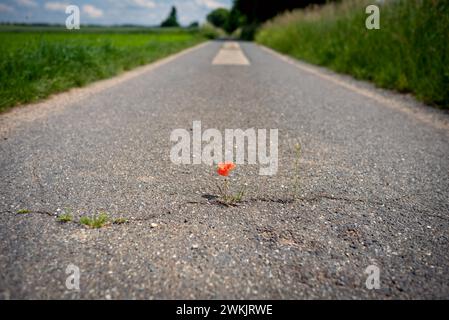 Roter blühender Mohn gedeiht in einem Riss auf dem Asphaltweg unter widrigen Bedingungen. Klimaschutz durch Entdichtung der wenig befahrenen Nebenstraßen Stockfoto