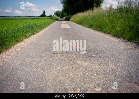 Roter blühender Mohn gedeiht in einem Riss auf dem Asphaltweg unter widrigen Bedingungen. Klimaschutz durch Entdichtung der wenig befahrenen Nebenstraßen Stockfoto