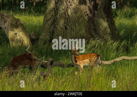 Damhirsche vor einer großen Eiche, Naturschutzgebiet Dyrehaven, Dänemark Stockfoto