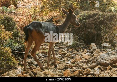 Damhirsch Weibchen in den Büschen der Insel Cres in Kroatien Stockfoto