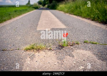 Roter blühender Mohn gedeiht in einem Riss auf dem Asphaltweg unter widrigen Bedingungen. Klimaschutz durch Entdichtung der wenig befahrenen Nebenstraßen Stockfoto