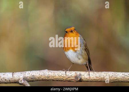 Vorderansicht eines wilden britischen robin-Vogels (Erithacus rubecula), der isoliert auf einem Baumzweig sitzt und direkt nach vorne blickt. Kopierbereich verfügbar. Stockfoto