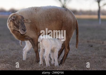 Zwei weiße Lämmer, die auf ihrem braunen Schaf in einer ländlichen Gegend von North Carolina in der Nähe von Raeford stillen. Stockfoto