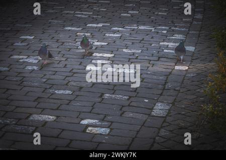 Drei Tauben gehen auf Kopfsteinpflaster neben einem Sträucher in der Altstadt von Bern Stockfoto