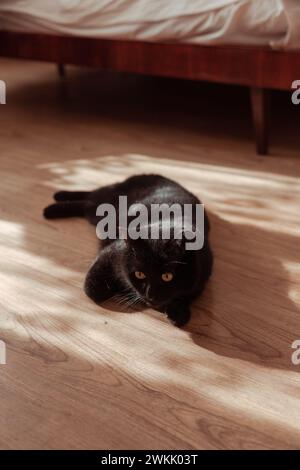Schwarze Katze, die in der Sonne ruht Stockfoto