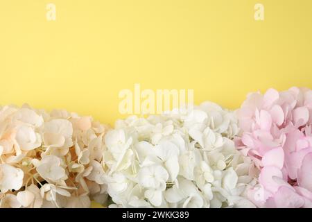 Wunderschöne Pastell Hortensie Blumen auf gelbem Hintergrund, Blick von oben. Leerzeichen für Text Stockfoto