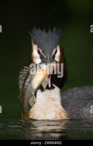 Großkrebenvogel (Podiceps cristatus) präsentiert seine Beute, mit gejagten Fischen (Bass), erfolgreichen Jägern, Wildtieren, Europa. Stockfoto