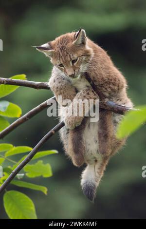 Eurasischer Lynx ( Lynx Luchs ), süß jung, ist in Not / spielt hoch oben in Büschen, Tierkinder, lustiger Schuss, Europa. Stockfoto