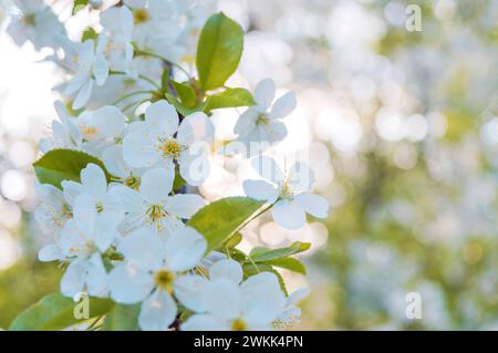 Weiße Blüten des Kirschbaums im Frühling im Garten auf blauem Himmel Hintergrund. Kopierbereich für Text. Frühlingsfahne, Zweige von blühenden Obstbäumen. Gr Stockfoto