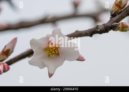 Frühlingsblüte in Nahaufnahme , Natur, Deutschland, Rheinland-Pfalz, Siebeldingen, 21.02.2024, Zarte Mandelblüte, sanfter Fokus, unscharfer Hintergrund. *** Frühlingsblüte Nahaufnahme, Natur, Deutschland, Rheinland-Pfalz, Siebeldingen, 21 02 2024, zarte Mandelblüte, weicher Fokus, verschwommener Hintergrund Stockfoto