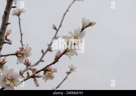 Frühlingsblüte in Nahaufnahme , Natur, Deutschland, Rheinland-Pfalz, Siebeldingen, 21.02.2024, Zarte Mandelblüte, sanfter Fokus, unscharfer Hintergrund. *** Frühlingsblüte Nahaufnahme, Natur, Deutschland, Rheinland-Pfalz, Siebeldingen, 21 02 2024, zarte Mandelblüte, weicher Fokus, verschwommener Hintergrund Stockfoto