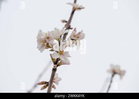 Frühlingsblüte in Nahaufnahme , Natur, Deutschland, Rheinland-Pfalz, Siebeldingen, 21.02.2024, Zarte Mandelblüte, sanfter Fokus, unscharfer Hintergrund. *** Frühlingsblüte Nahaufnahme, Natur, Deutschland, Rheinland-Pfalz, Siebeldingen, 21 02 2024, zarte Mandelblüte, weicher Fokus, verschwommener Hintergrund Stockfoto