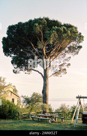 Tisch mit Bänken und hängender Schaukel in der Nähe eines hohen, sich ausbreitenden Baumes im Garten Stockfoto