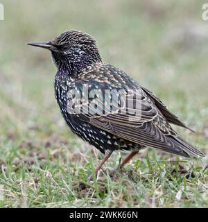 Auf den Wiesen am Niederrhein... Star Sturnus vulgaris sitzt am Boden im Gras, wunderschöner Gezeichneter, schnell überall heimischer, bekannter Singvogel *** gemeiner Starling Sturnus vulgaris im Winter, sitzend / stehend im Gras einer Wiese, aufmerksam beobachten, Wildtiere, Europa. Nordrhein-Westfalen Deutschland, Westeuropa Stockfoto