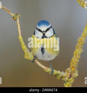 Blickkontakt... Blaumeise Cyanistes caeruleus schaut direkt in die Kamera, lustiges Bild, bekannter, allgemein häufiger, schön anzusehender kleiner Singvogel, neben der Kohlmeise häufigste Meise, ganzjährig bei uns, häufiger und beliebter Gast an Bluetit Cyanistes caeruleus, auf einem gewöhnlichen wacholderzweig thronend, Frontalaufnahme, in die Kamera schauen, direkter Augenkontakt, Tierwelt, Europa. Nordrhein-Westfalen Deutschland, Westeuropa Stockfoto