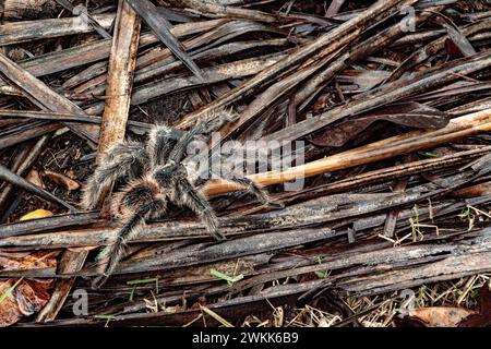 Die brasilianische Tarantula oder Theraphosidae fotografiert auf einer Farm im Nordosten Brasiliens Stockfoto