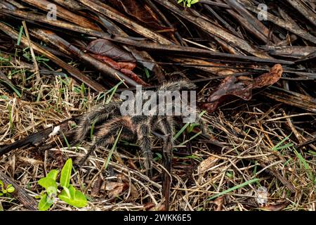 Die brasilianische Tarantula oder Theraphosidae fotografiert auf einer Farm im Nordosten Brasiliens Stockfoto