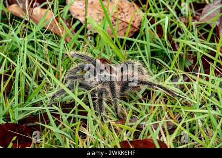 Die brasilianische Tarantula oder Theraphosidae fotografiert auf einer Farm im Nordosten Brasiliens Stockfoto