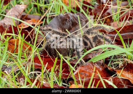 Die brasilianische Tarantula oder Theraphosidae fotografiert auf einer Farm im Nordosten Brasiliens Stockfoto