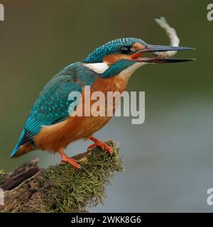 Gewöhnlicher Eisvogel (Alcedo atthis), der einen kleinen Fisch im Schnabel hält, mit dem Kopf voran, typische Art, Fische, Wildtiere, Europa zu fressen. Stockfoto