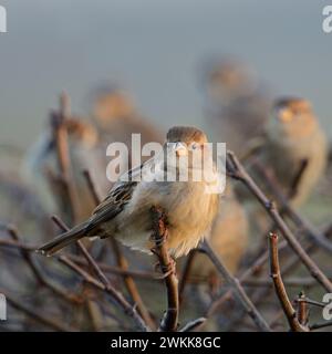 Eine Schar von Haussperlingen ( Passer domesticus ), die auf einer Hecke in der Nähe von städtischer Siedlung, Wildnis, Europa sitzen. Stockfoto