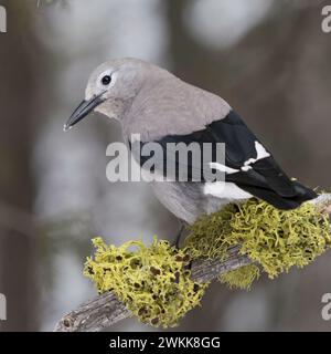 Clark's Nussknacker ( Nucifraga columbiana ) im Winter, in natürlicher Umgebung, schöne Rückansicht, Tierwelt, Yellowstone National Park, Wyoming, USA. Stockfoto