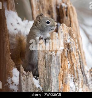 Amerikanisches Rotes Eichhörnchen / Kiefernhörnchen ( Tamiasciurus hudsonicus ), im Winter, sitzend in einem schneebedeckten Baumstumpf, Tierwelt, Wyoming, USA. Stockfoto