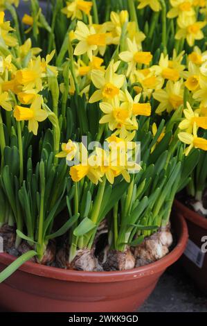 Kopenhagen, Dänemark /21. Februar 2024/.Osterlilien oder Narzissen gelbe Blumen in der dänischen Hauptstadt Kopenhagen. Photo.Francis Joseph Dean/Dean Pictures Stockfoto