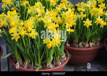 Kopenhagen, Dänemark /21. Februar 2024/.Osterlilien oder Narzissen gelbe Blumen in der dänischen Hauptstadt Kopenhagen. Photo.Francis Joseph Dean/Dean Pictures Stockfoto