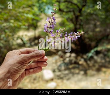 Berge heilende Blumen von Salbei in der Hand auf natürlichem Hintergrund Stockfoto