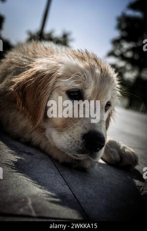 Ein goldener Retriever-Welpe mit nassem Pelz Stockfoto