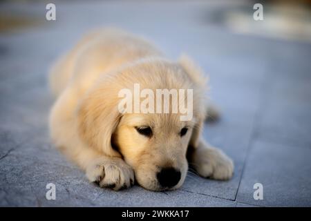 Ein goldener Retriever-Welpe, der sich hinlegt Stockfoto